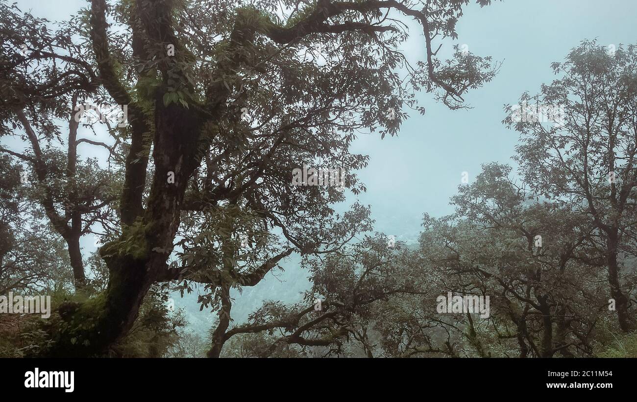 Photographie de forêt dans la brume Banque D'Images