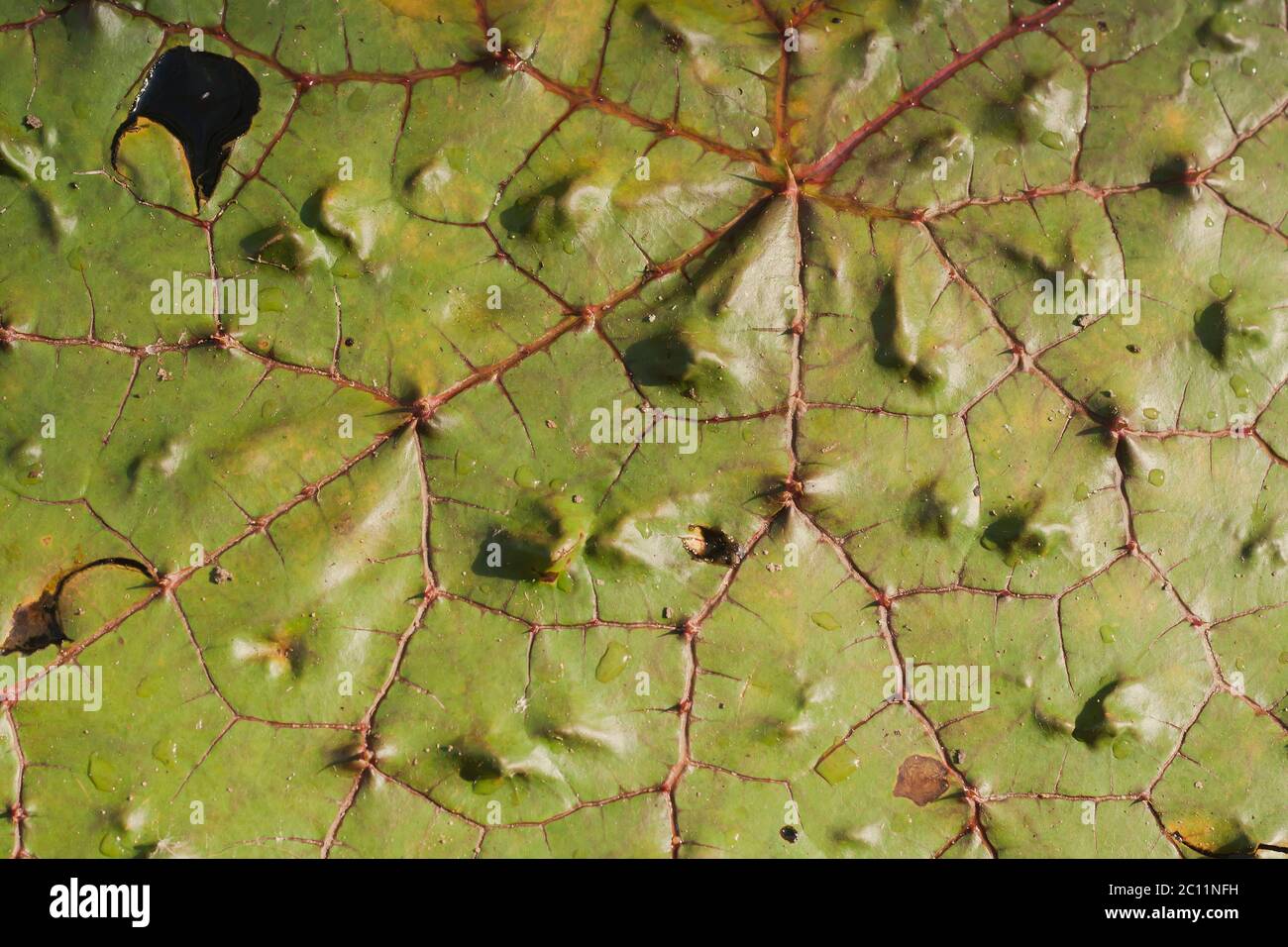 Les feuilles flottantes vert-eau piqueux sont très rapprochées Banque D'Images