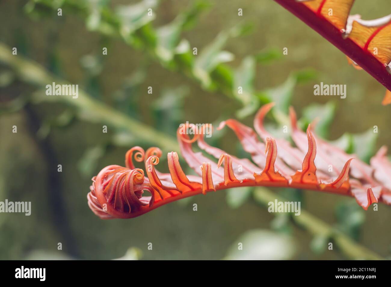 Frondes de couleur rouge de la fougères de l'arbre nain brésilien Banque D'Images