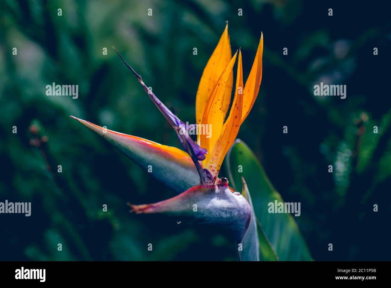 Oiseau ou paradis ou grue fleur Banque D'Images