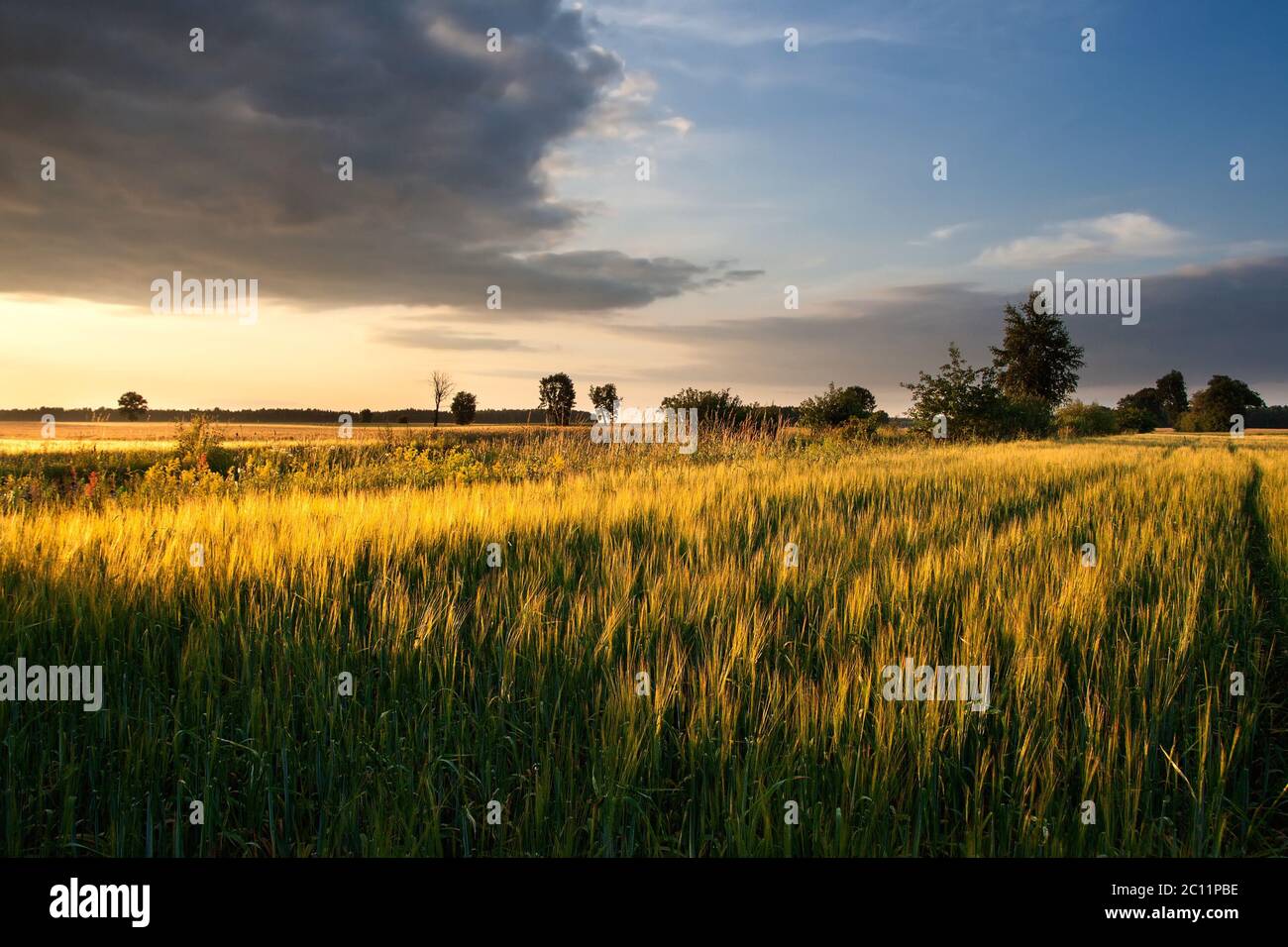 Paysage magnifique avec un jeune champ vert photographié à la fin du printemps Banque D'Images