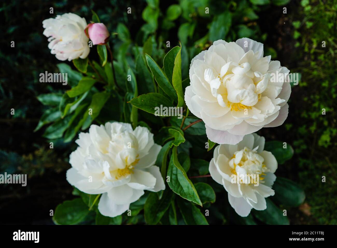 Le lait pentecôte blanc Rose Paeonia lactiflora Banque D'Images