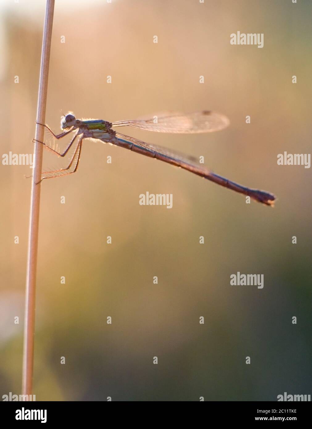 Dragonfly assis sur une plante au coucher du soleil Banque D'Images