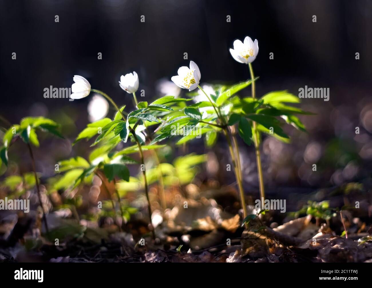 De magnifiques anémones blanches fleurissent au printemps dans les forêts Banque D'Images