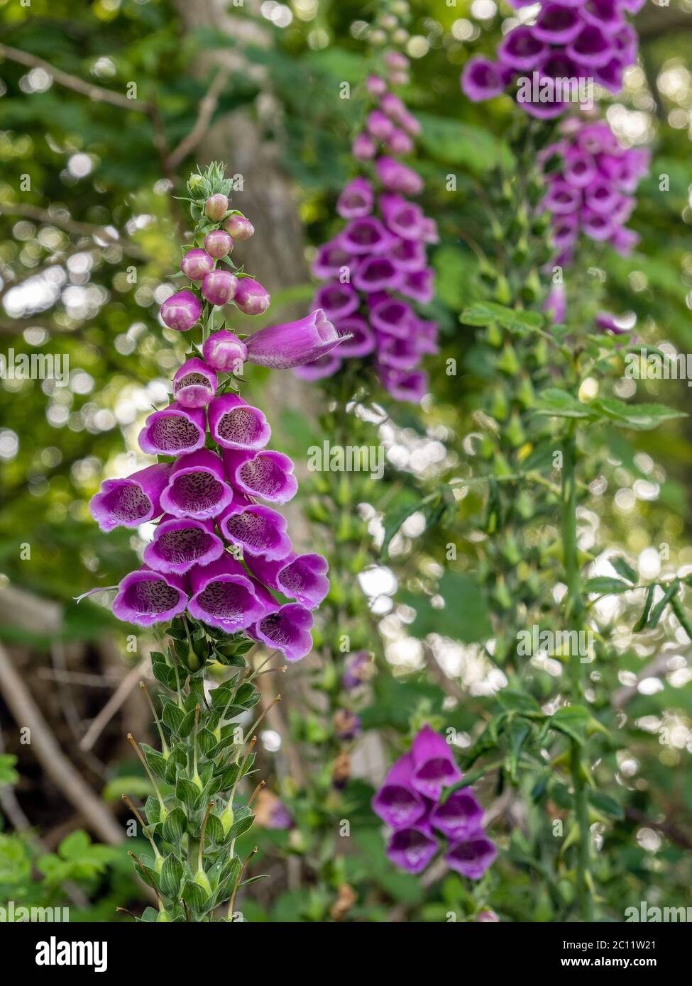 Les Foxgloves (Digitalis purpurea) fleurissent dans la campagne de l'ouest du Sussex Banque D'Images