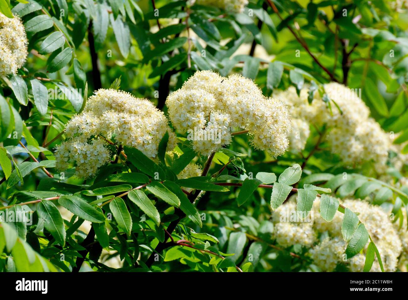 Rowan ou cendres de montagne (sorbus aucuparia), gros plan montrant l'arbre en fleur avec les feuilles. Banque D'Images