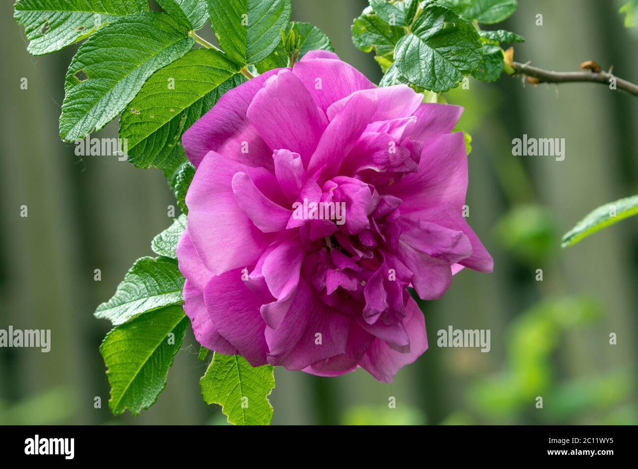 Macro de rose rugosa Hansa rose sauvage floraison dans le jardin canadien au printemps. Banque D'Images