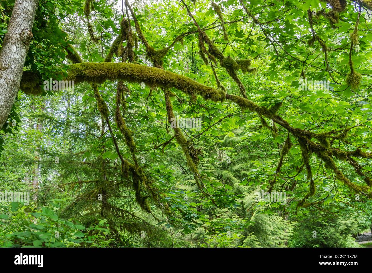 Les feuilles de bois entourent les branches d'arbres couvertes de mousse dans le nord-ouest du Pacifique. Banque D'Images
