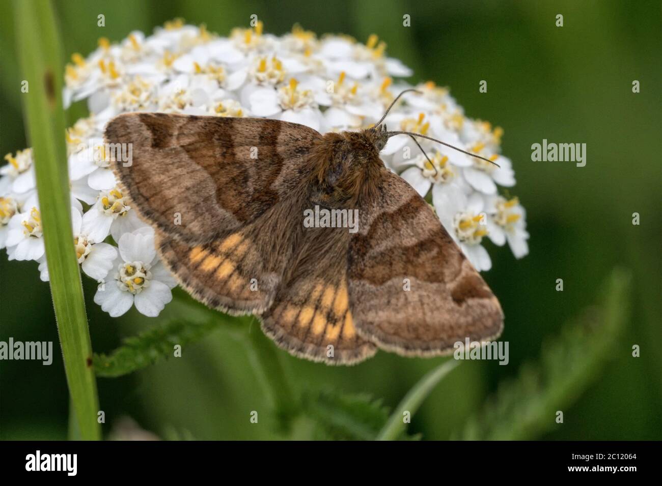 Papillon brun sur une fleur blanche Banque D'Images