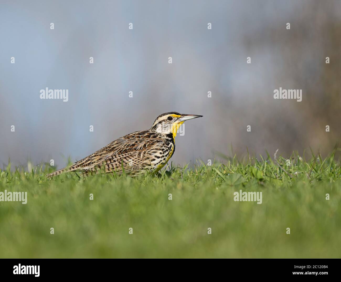 Meadowlark de l'ouest sur la rive herbeuse (Sturnella neglecta) Banque D'Images