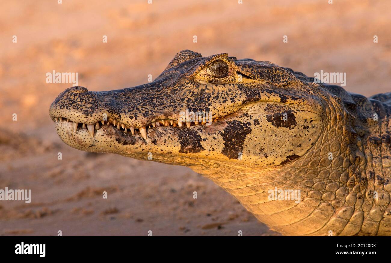 Portrait de Caiman (Caimaninae) Banque D'Images