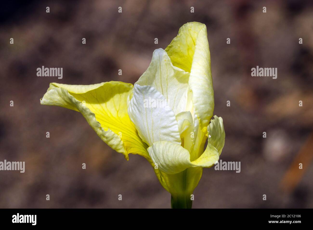 Iris sibirica Iris sibérien 'beurre et sucre' Banque D'Images