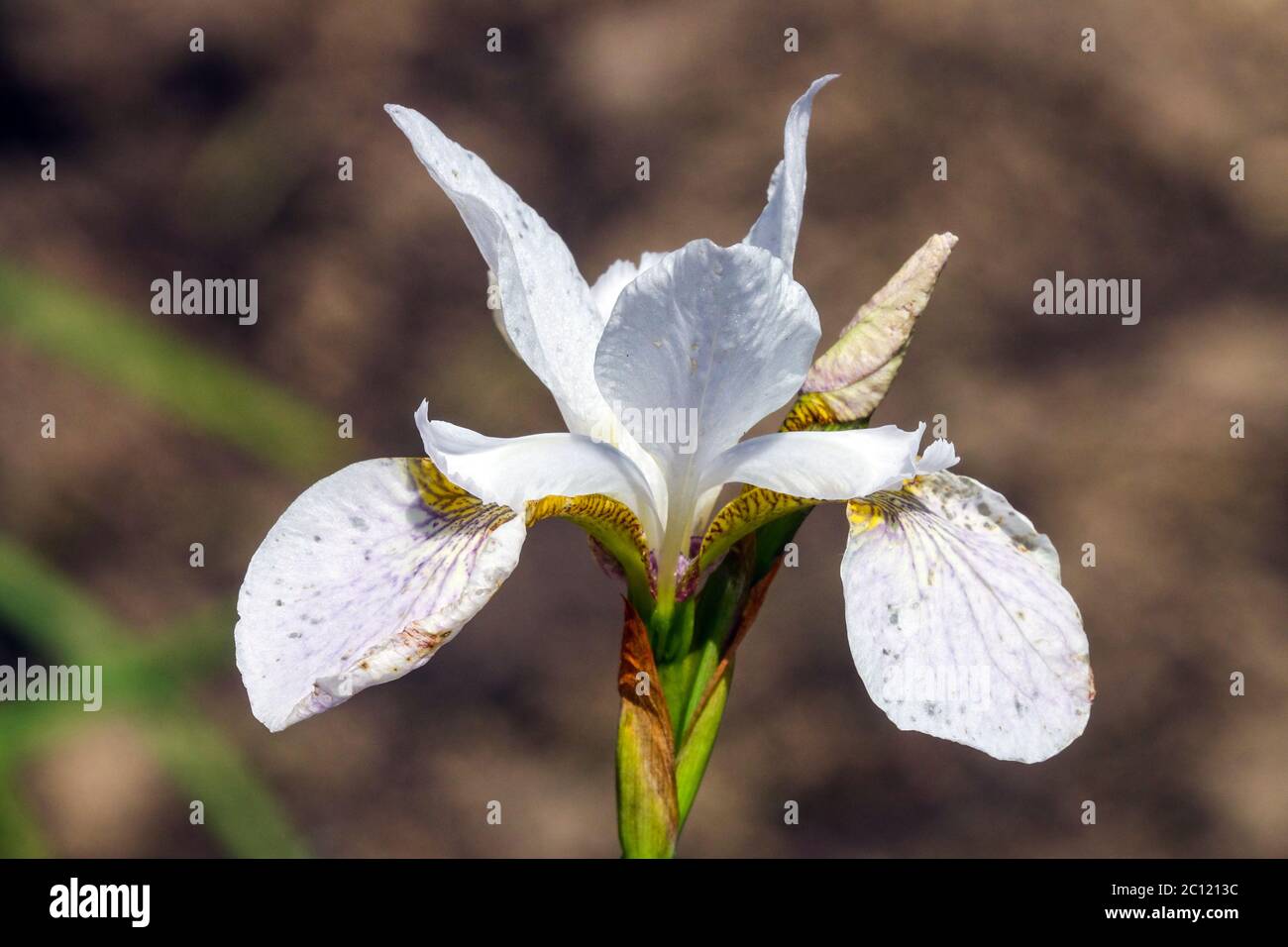 Iris sibirica Iris sibérien 'Hohe Warte' Banque D'Images