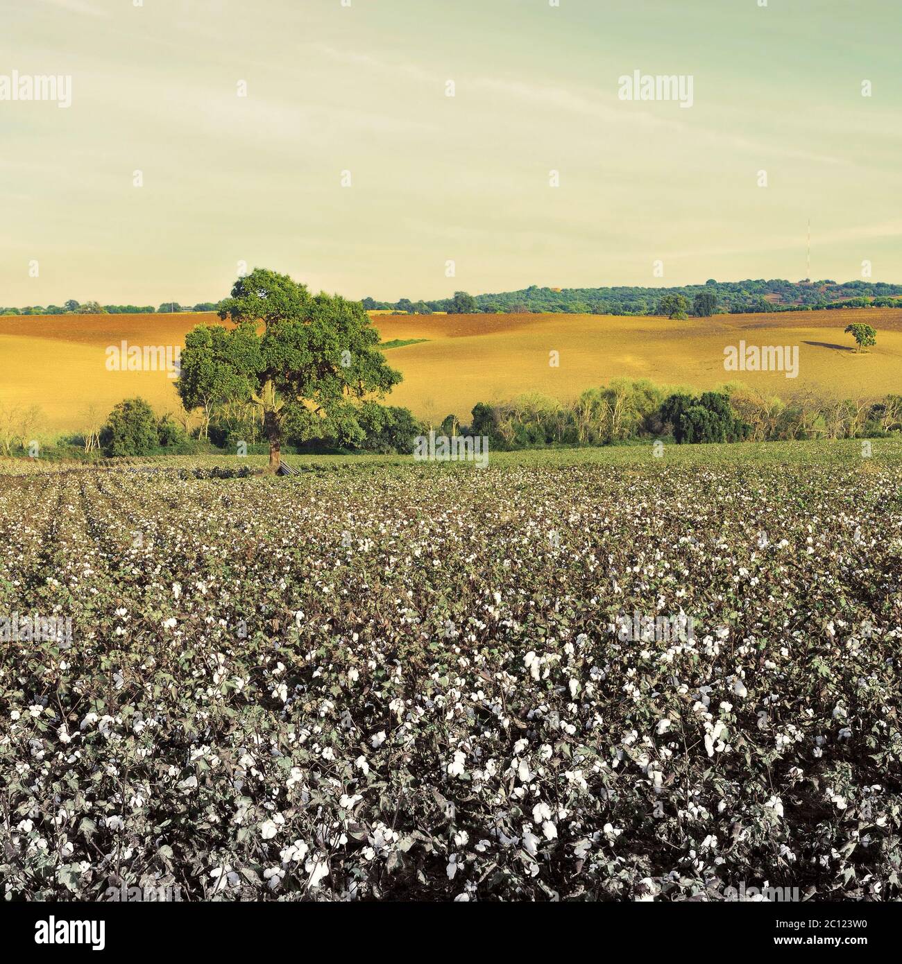 Coton Banque D'Images