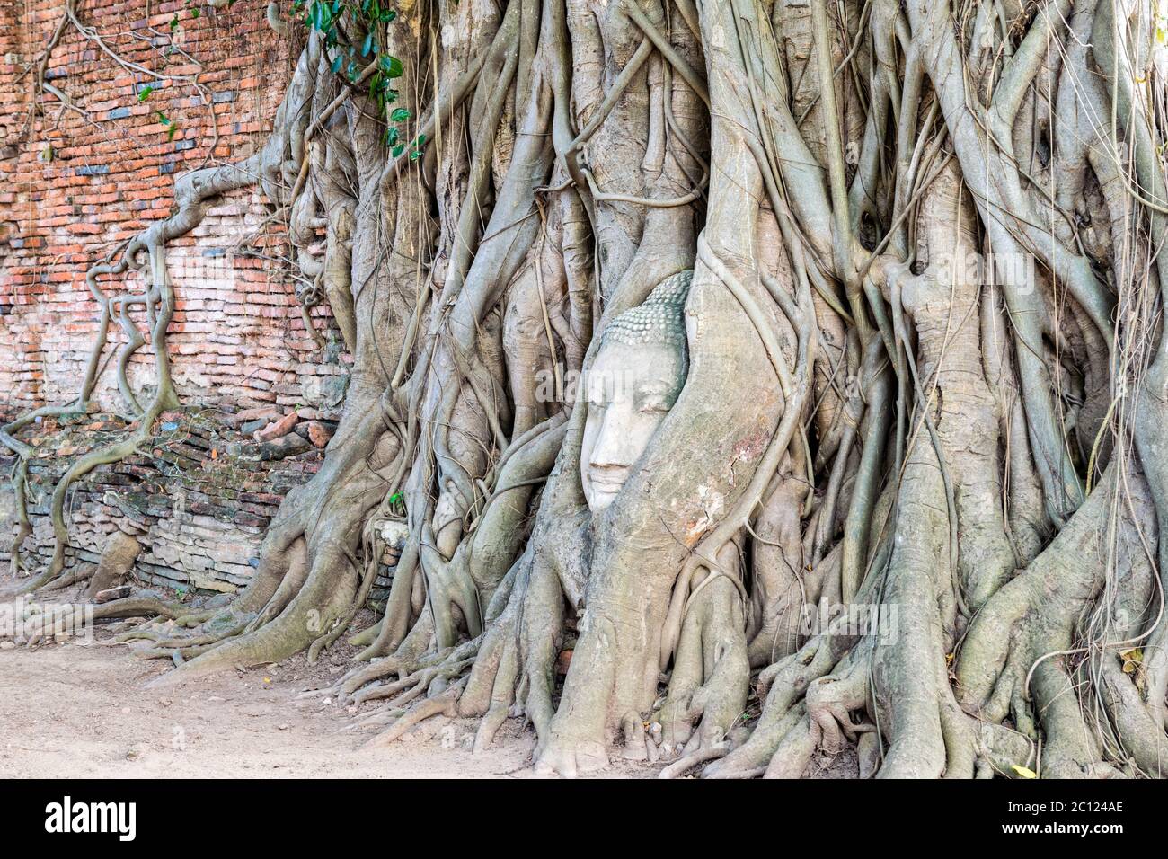 Statue de Bouddha tête dans l'arbre des racines Banque D'Images