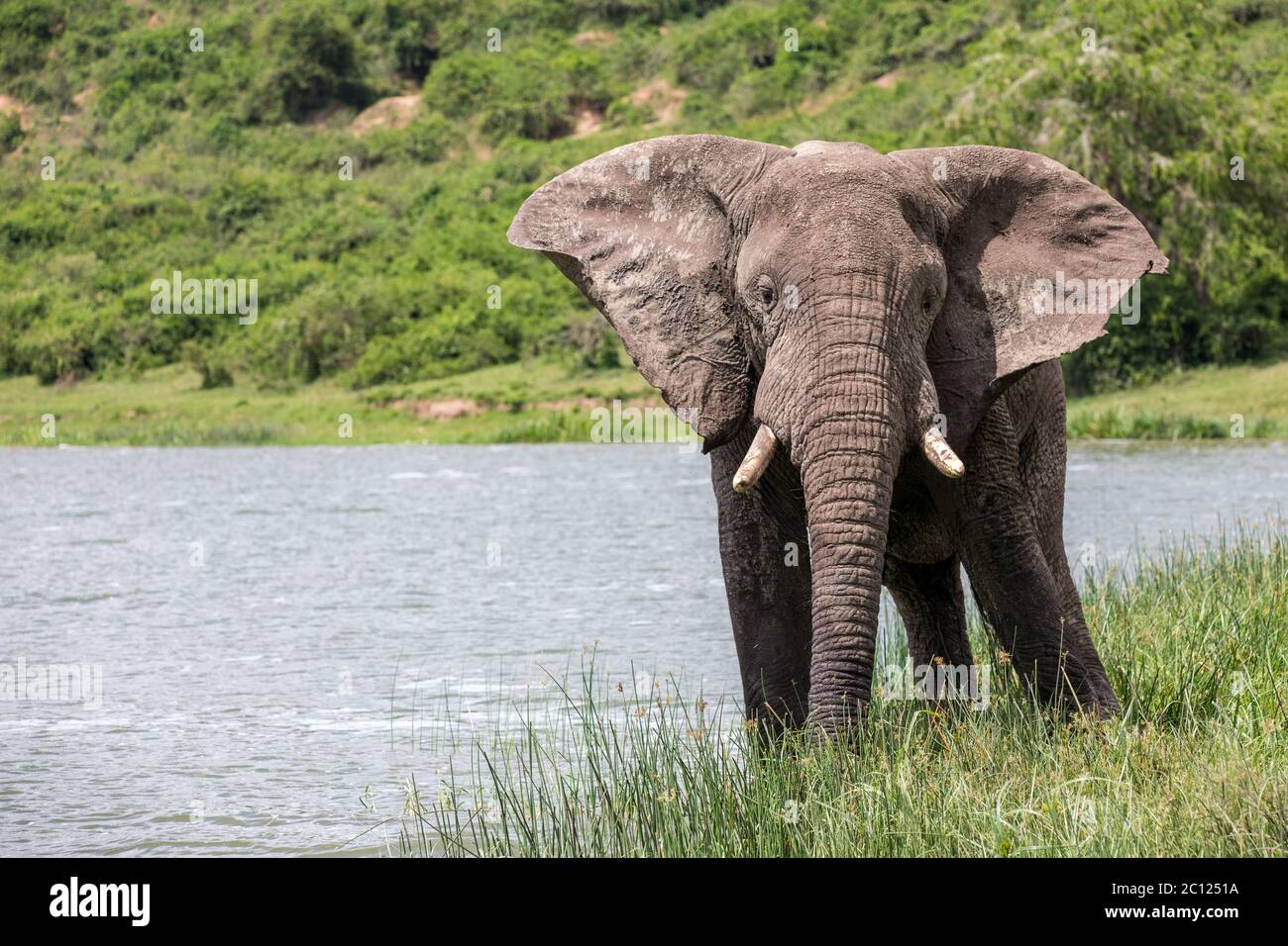 Portrait d'un éléphant de brousse africain, Loxodonta africana, pris d'une excursion en bateau sur la Manche de Kazinga, Parc national de la Reine Elizabeth, Ouganda, Afrique Banque D'Images