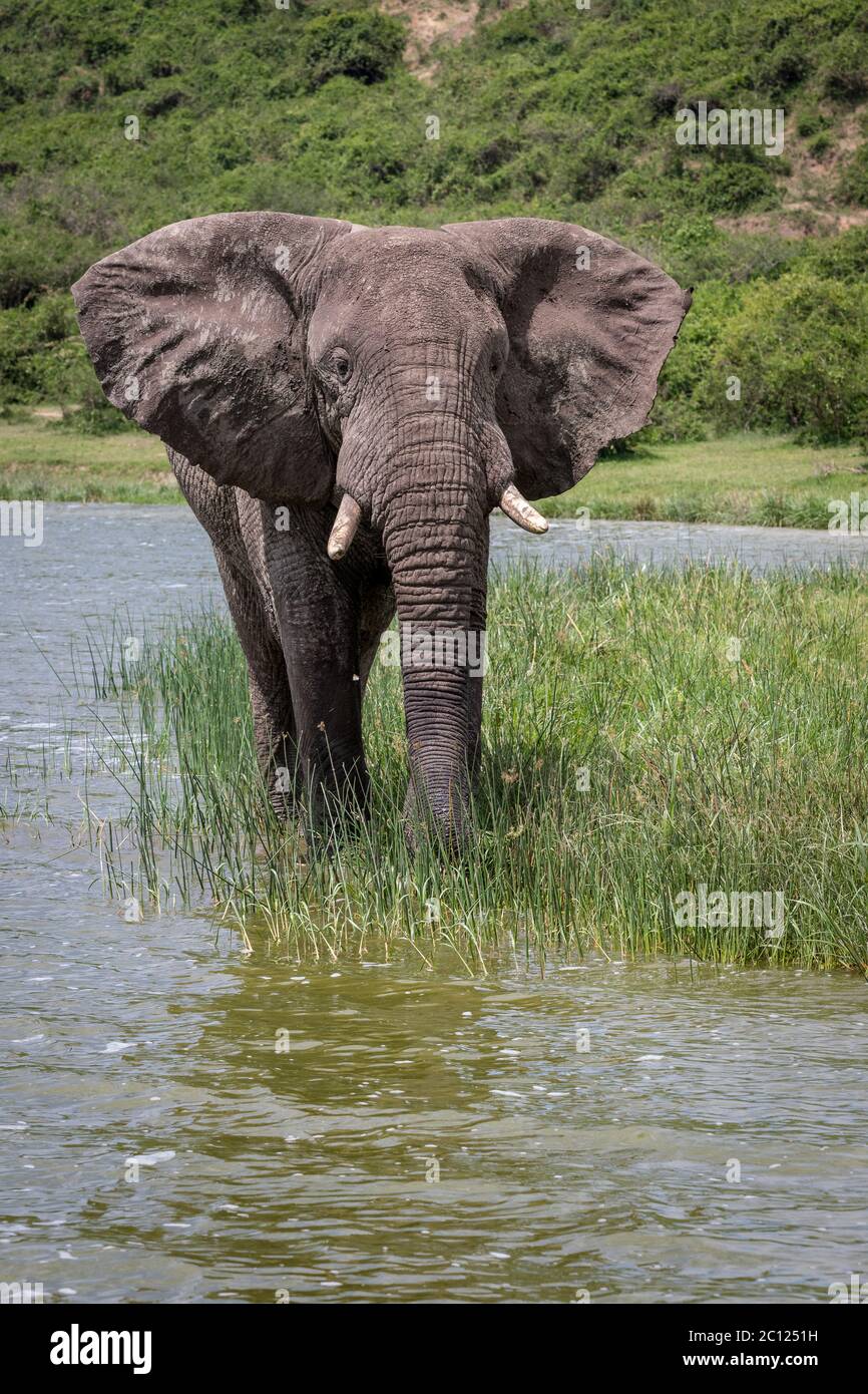 Portrait d'un éléphant de brousse africain, Loxodonta africana, pris d'une excursion en bateau sur la Manche de Kazinga, Parc national de la Reine Elizabeth, Ouganda, Afrique Banque D'Images