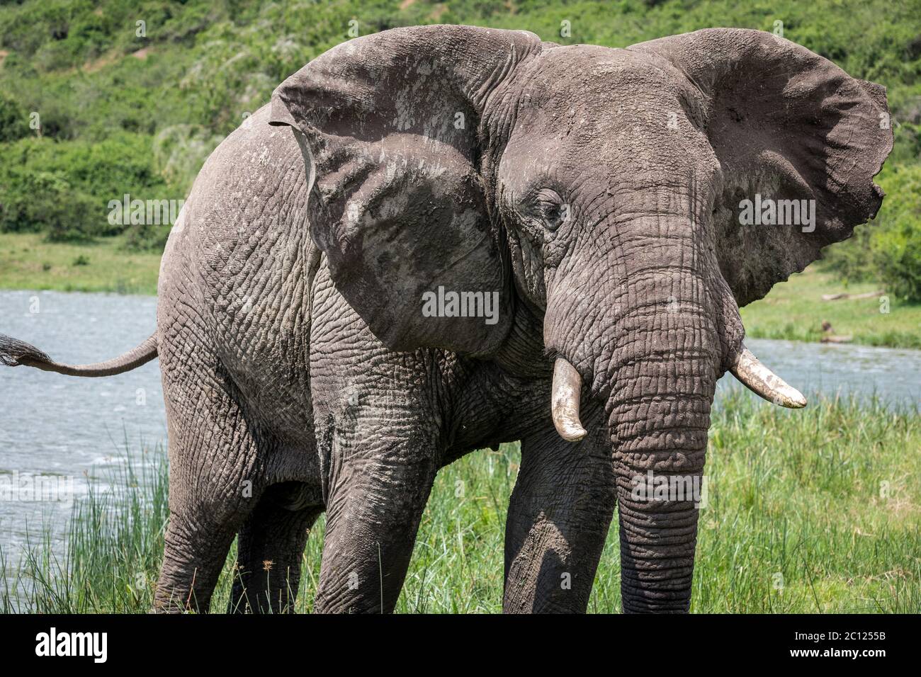 Portrait d'un éléphant de brousse africain, Loxodonta africana, pris d'une excursion en bateau sur la Manche de Kazinga, Parc national de la Reine Elizabeth, Ouganda, Afrique Banque D'Images