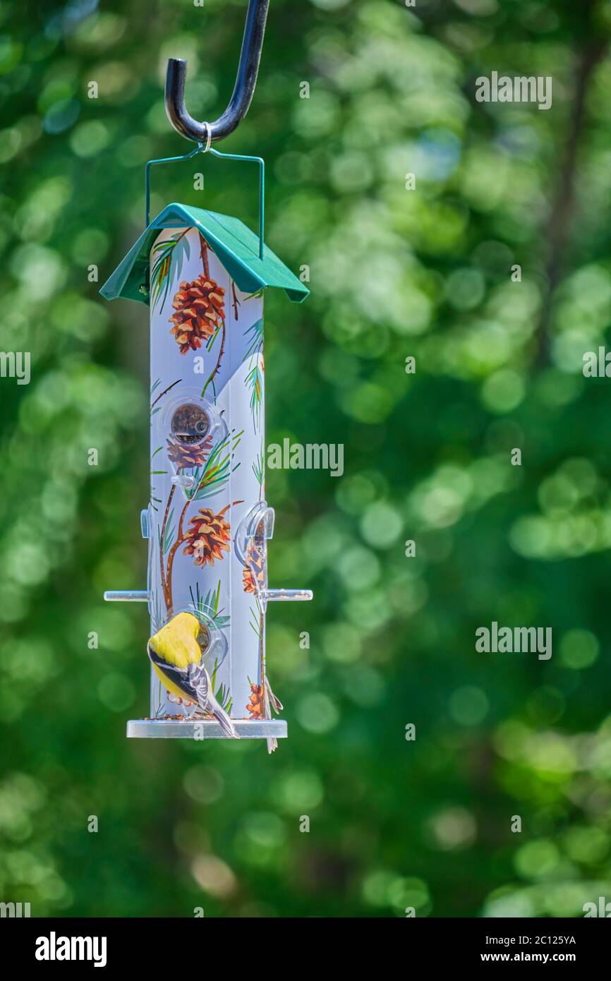 Le mâle américain Goldfinch Spinus Tristis se nourrissant à un alimenteur de cour à Orillia Ontario Canada. Banque D'Images