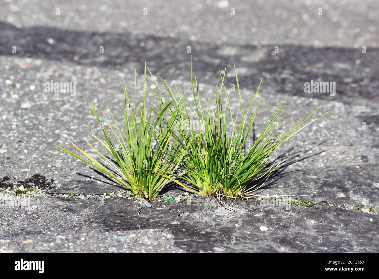 Herbe qui pousse dans le sol Banque D'Images