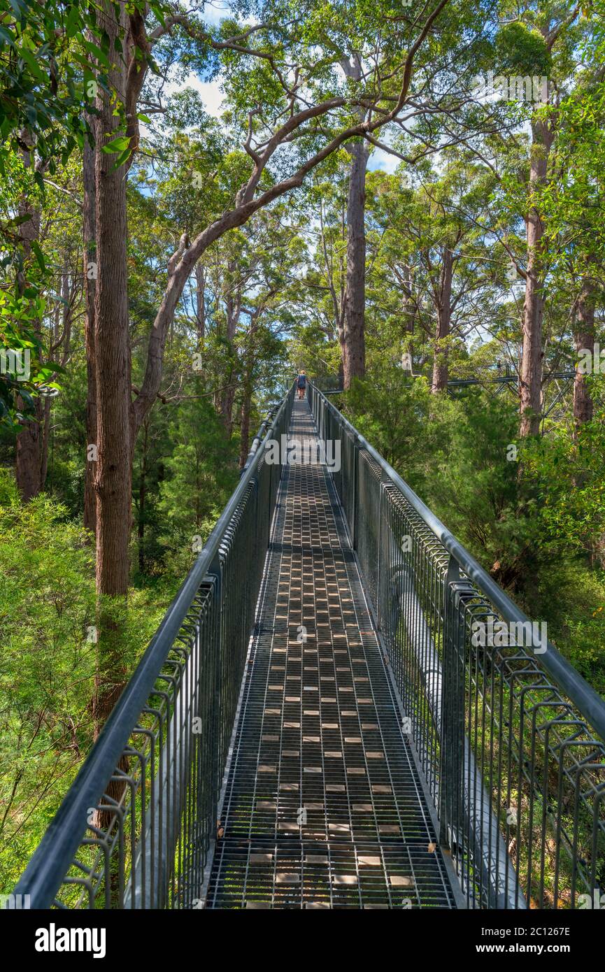 Valley of the Giants Tree Top Walk, parc national de Walpole-Nornalup, près du Danemark, Australie occidentale, Australie Banque D'Images