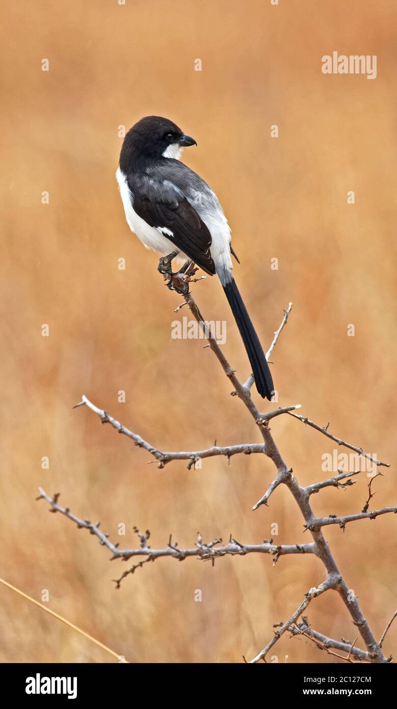 Fiscal à queue longue, oiseau; assis sur une branche; noir; blanc; plumes à queue longue; faune; Lanius cabanis, famille des crevettes, Laniidae, Tarangire National P. Banque D'Images