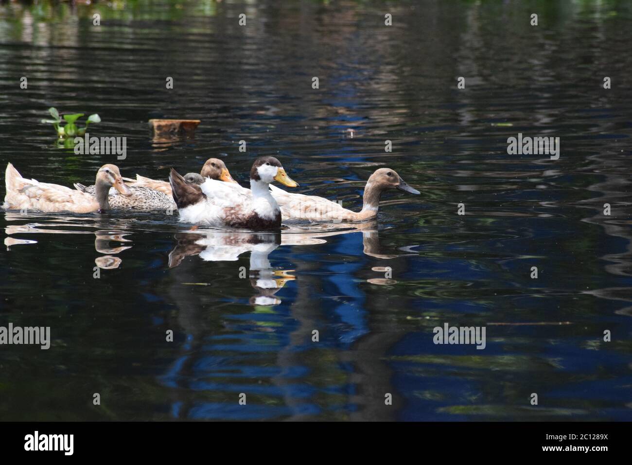 Un groupe de canards colorés se détendent dans la piscine d'eau Banque D'Images
