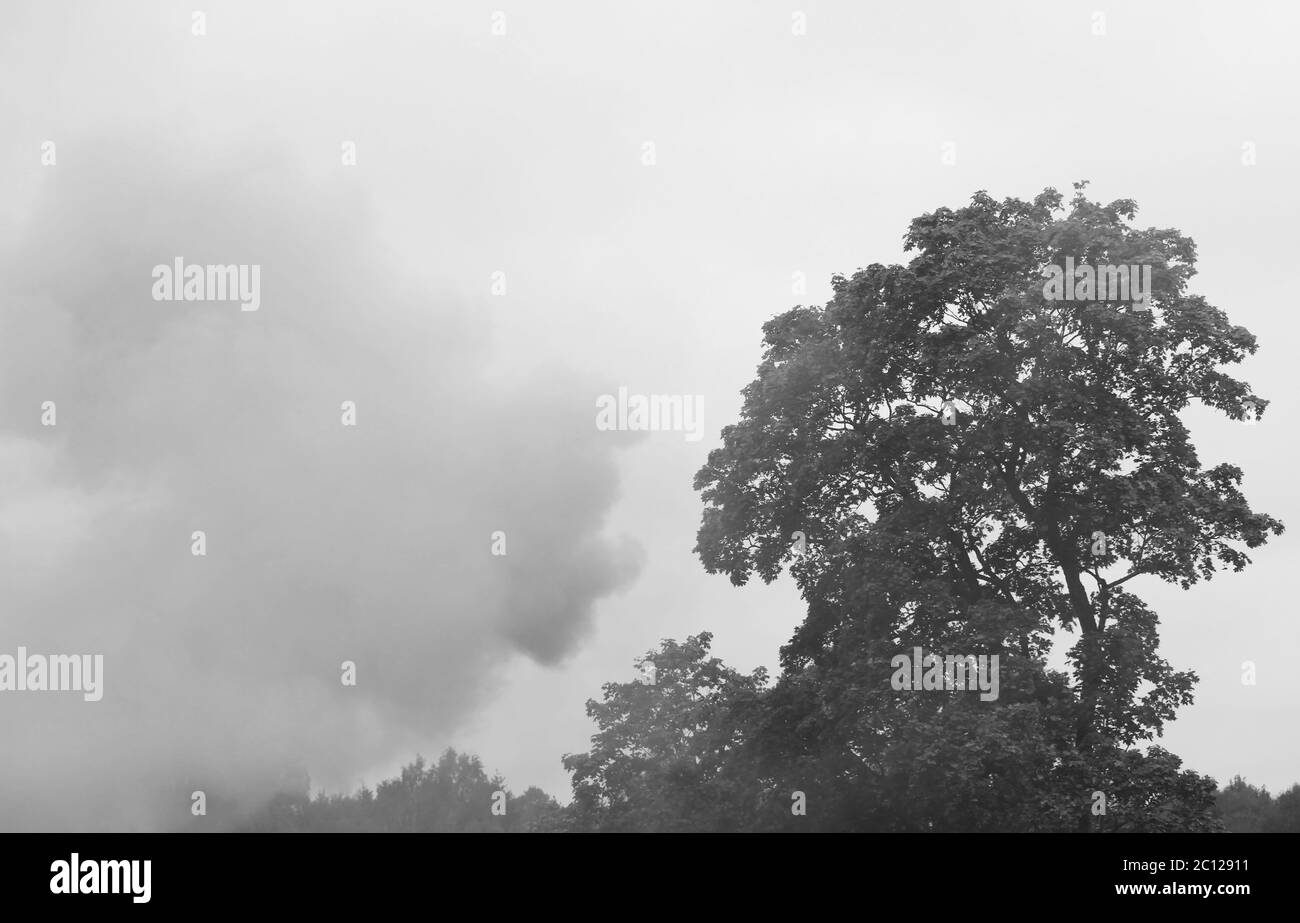 fumée d'un feu dans la forêt. texture Banque D'Images