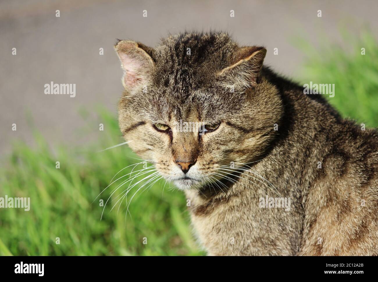 couleur roseaux de chat sans abri durcis avec des blessures après un combat. Banque D'Images