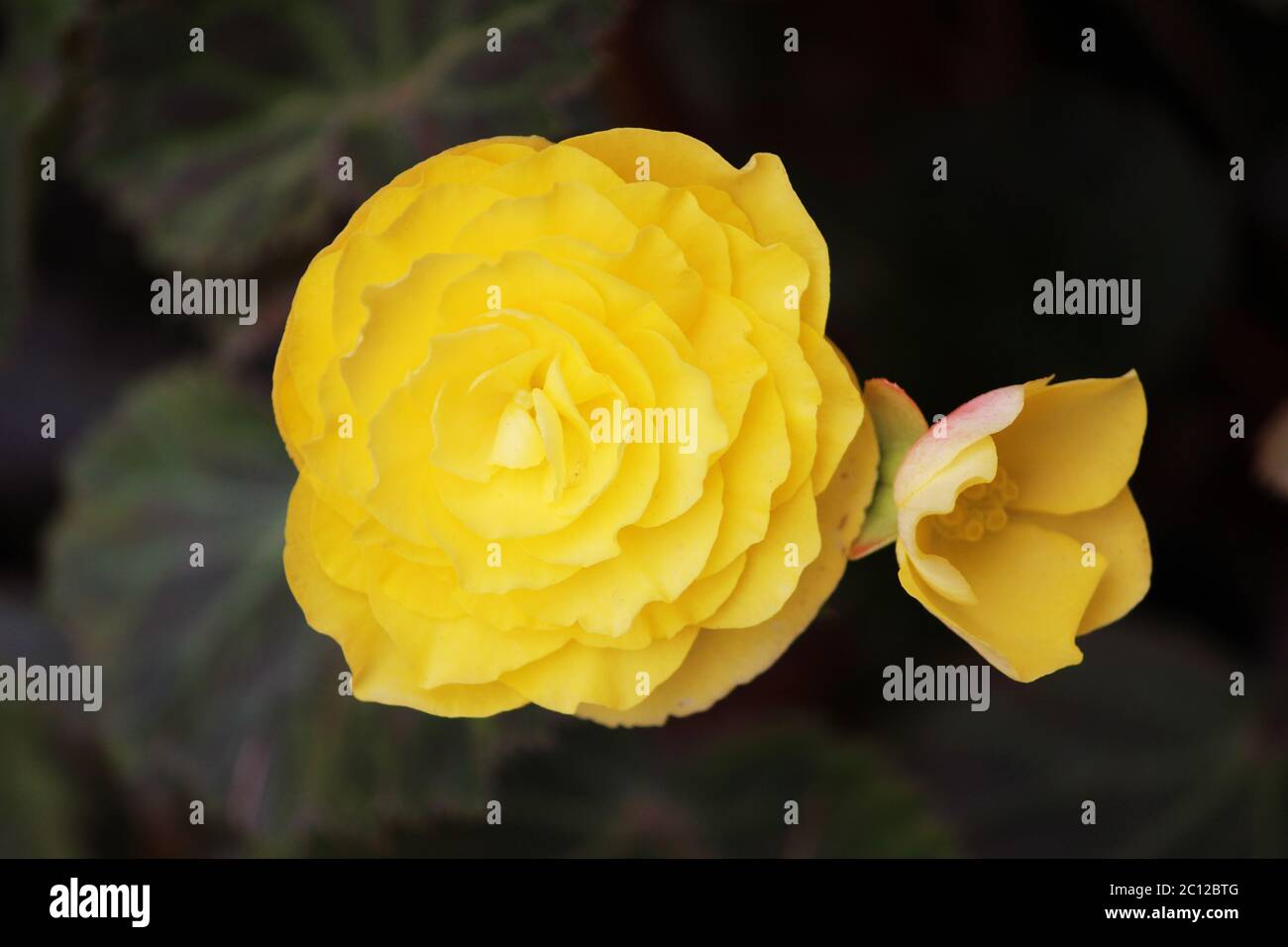 Fleurs lumineuses de begonias tubéreux Begonia tuberhybrida dans le jardin. Banque D'Images