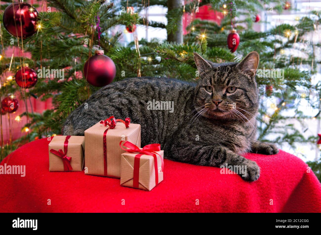 Cadeaux de noël et chat gris. Banque D'Images