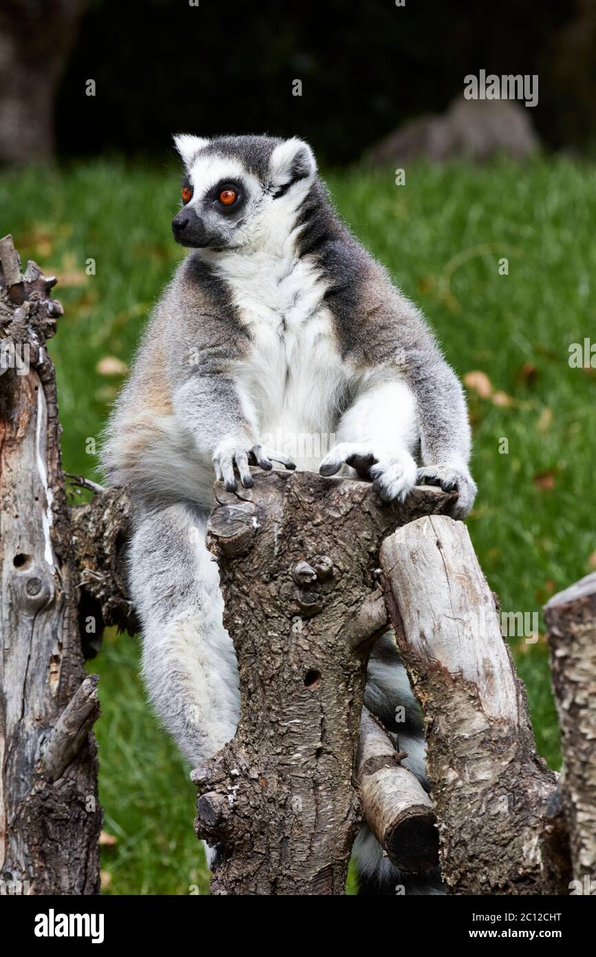 Lémure à queue de cerelle (Lemur catta) assise sur une clôture, Bioparc, Valence, Espagne. Banque D'Images