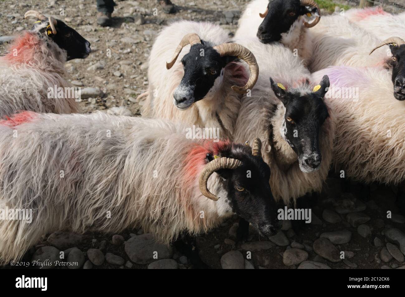 Cueillette de moutons dans une ferme de moutons en Irlande. Photo de haute qualité Banque D'Images