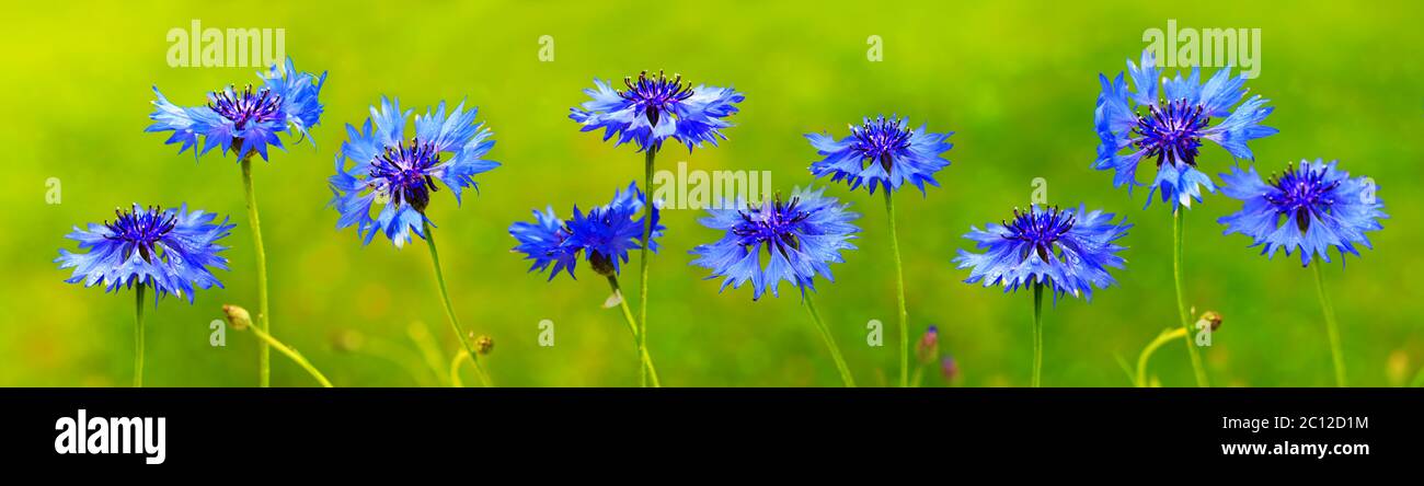 Fond bleu de fleurs de maïs. Banque D'Images