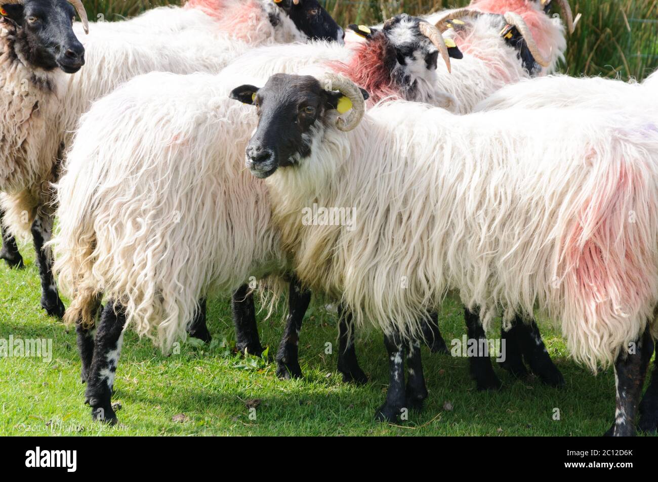 Des moutons à tête noire avec cornes et cheveux blancs sont trouvés à un rassemblement de moutons dans une ferme de moutons en Irlande. Photo de haute qualité Banque D'Images