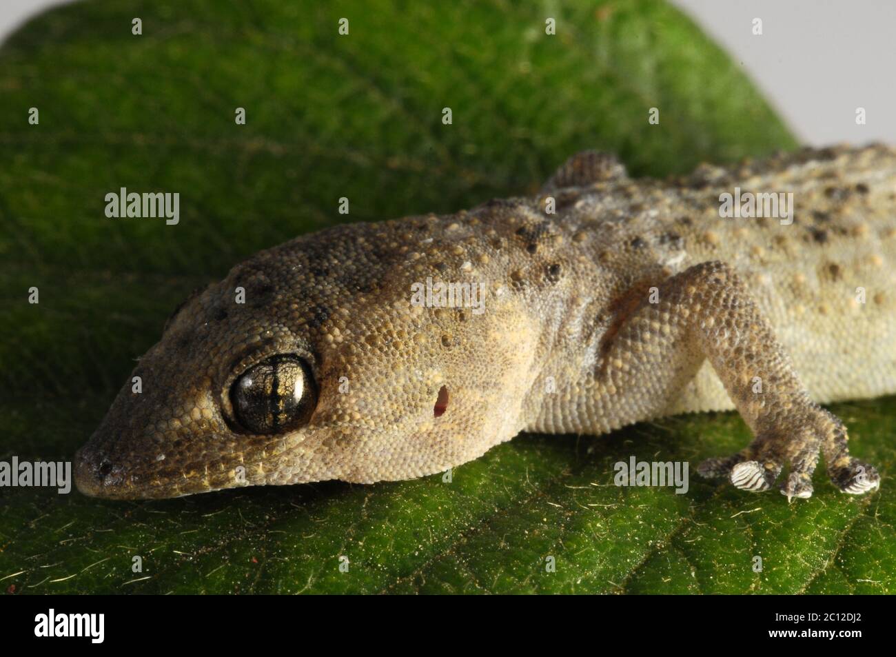 Feuilles et lézard Gecko Banque D'Images