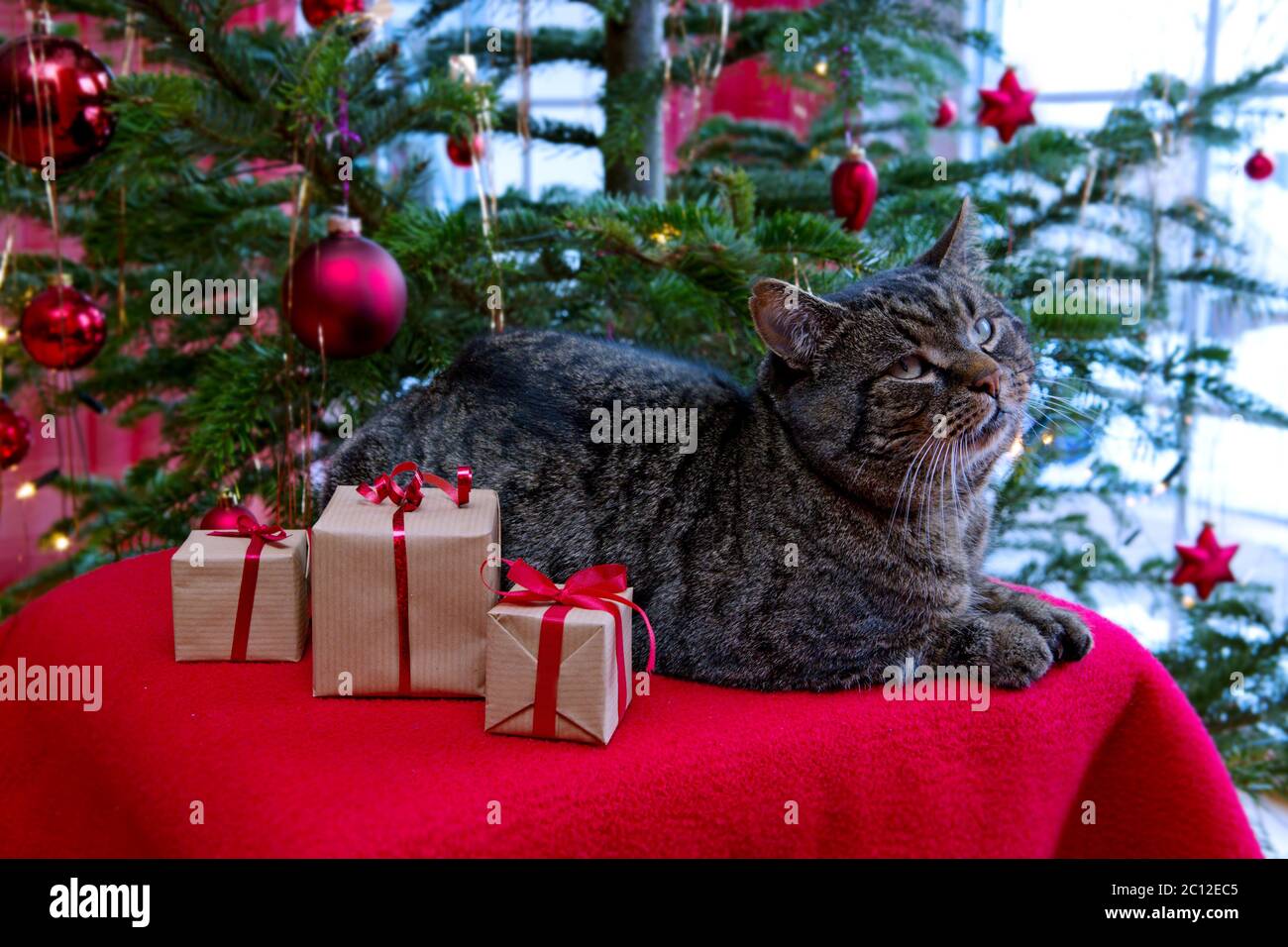 Cadeaux de noël et chat gris. Banque D'Images