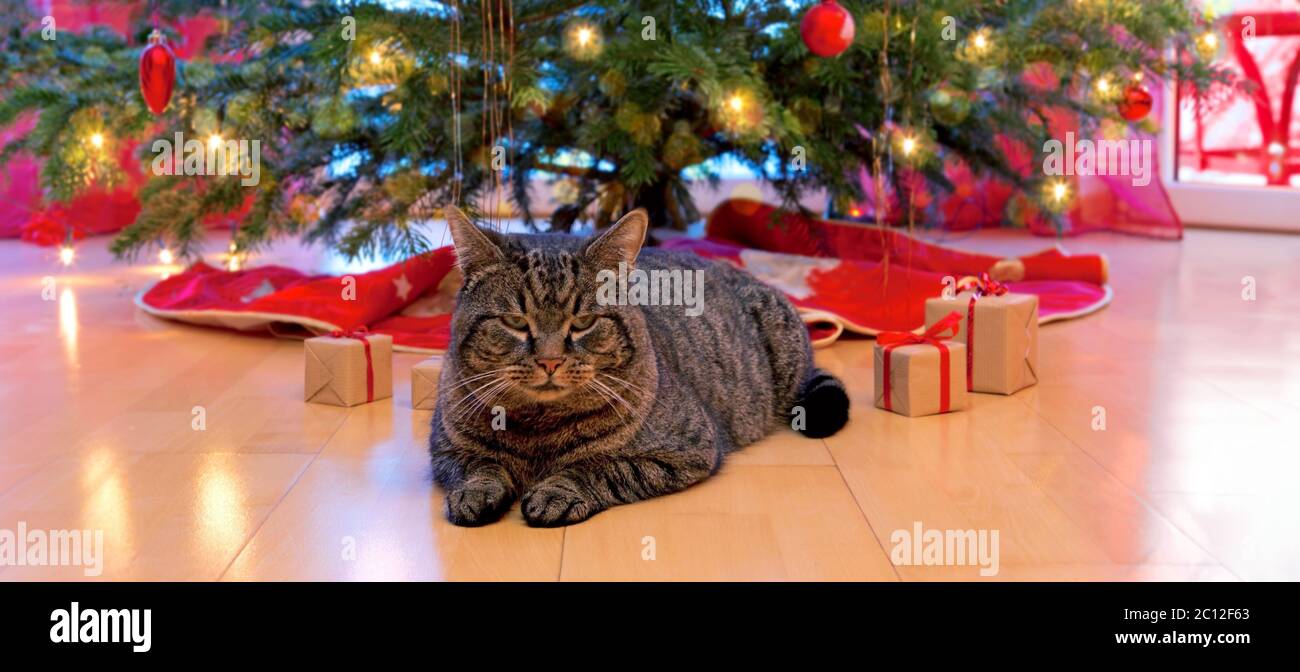 Chat gris et arbre de noël. Banque D'Images