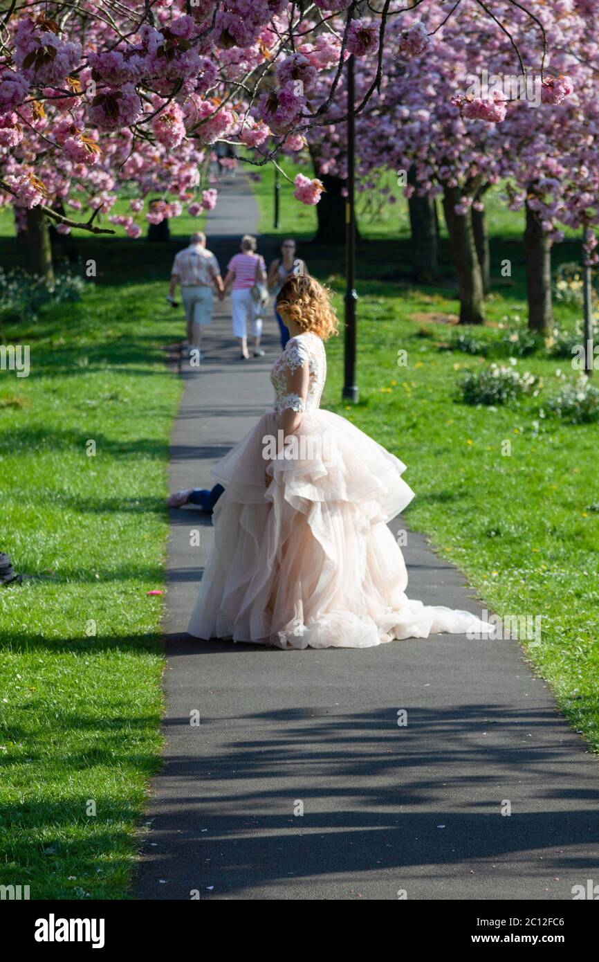 Femme portant une robe de mariage blanche sur un long chemin bordé de  cerisier rose, The Stray, Harrogate, North Yorkshire, Angleterre, ROYAUME- UNI Photo Stock - Alamy