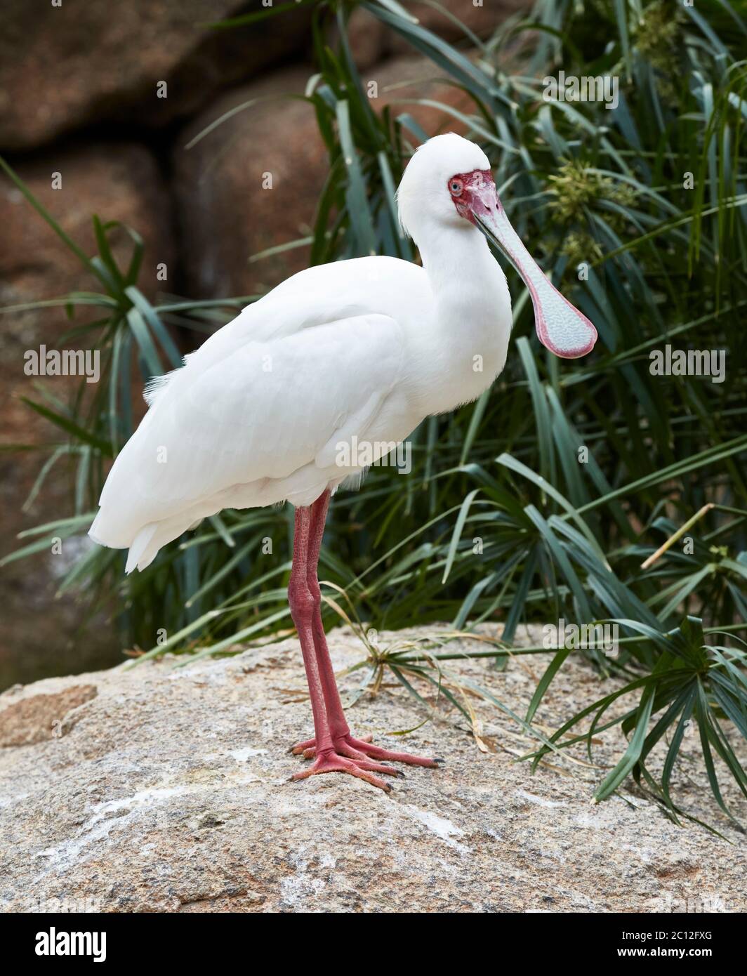 Bispoonbill africain (Platalea alba), Bioparc, Valence, Espagne. Banque D'Images