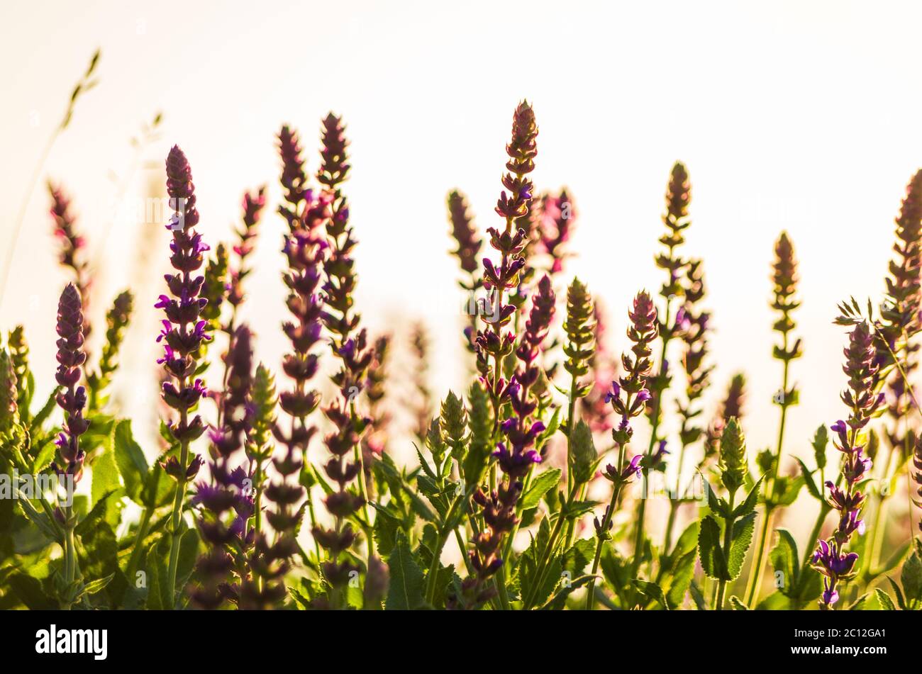 Sauge des bois, Salvia nemorosa, rétroéclairé par le soleil du matin Banque D'Images