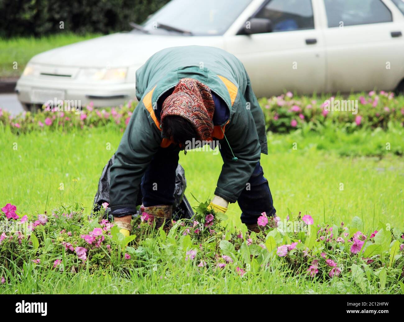 Femme de gestion paysage transplantation de fleurs sur un refuge au milieu de la route. Banque D'Images