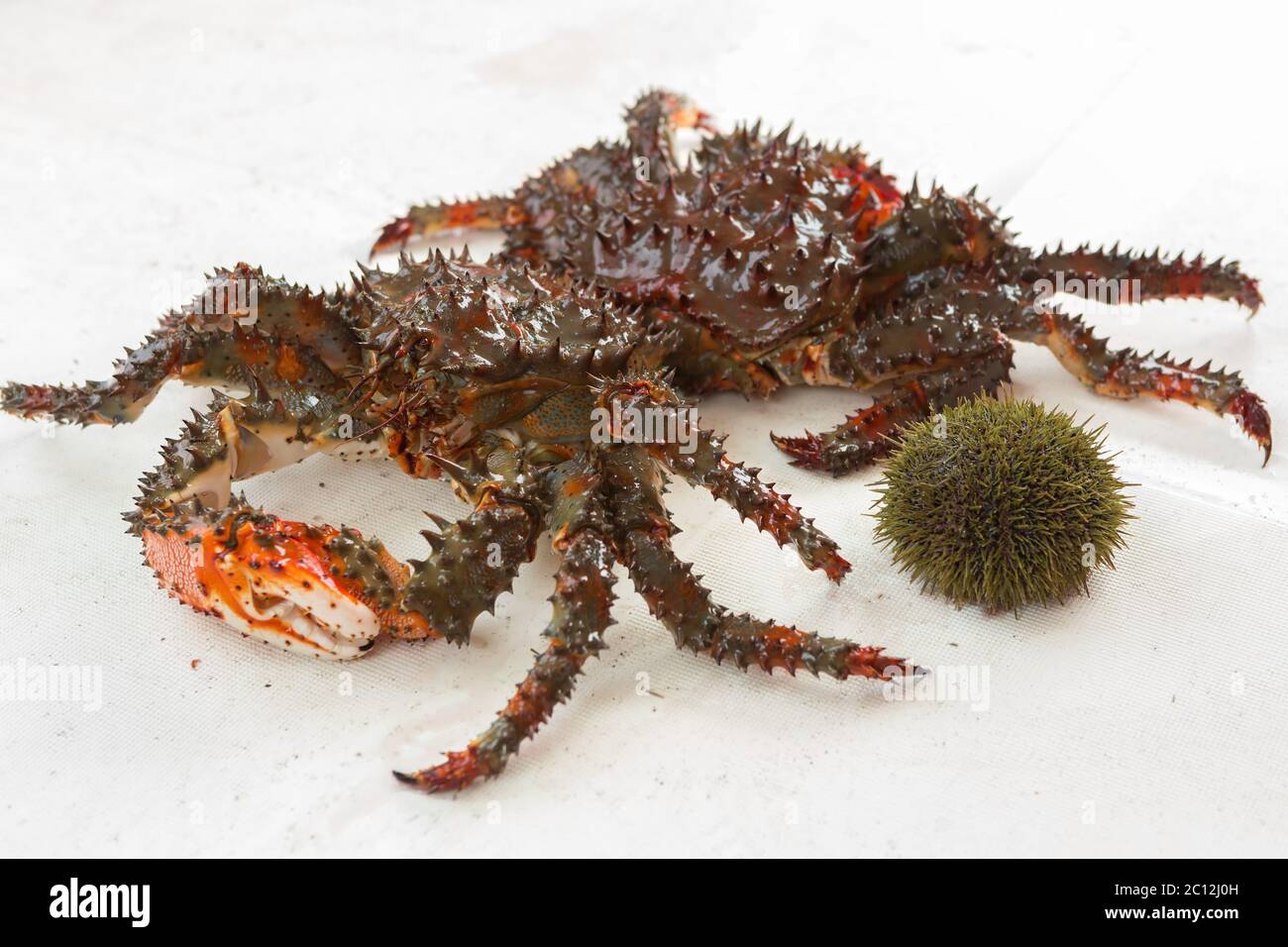 Freshly-Speared les crabes du Kamtchatka et les oursins de mer sur le pont du bateau. Banque D'Images