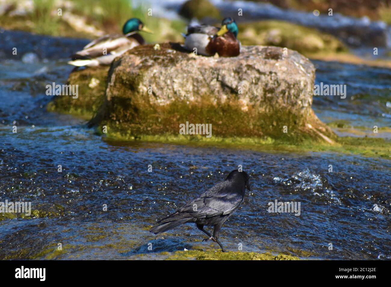 Le corbeau noir se coud dans l'eau des chutes du rhin à Schaffhausen Suisse 20.5.2020 Banque D'Images