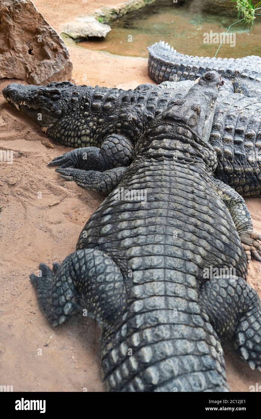 Crocodiles endormis, Bioparc, Valence, Espagne. Banque D'Images