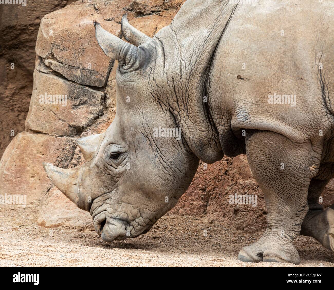 Tête de rhinocéros blanc du sud (Ceratotherium simum), Bioparc, Valence, Espagne. Banque D'Images