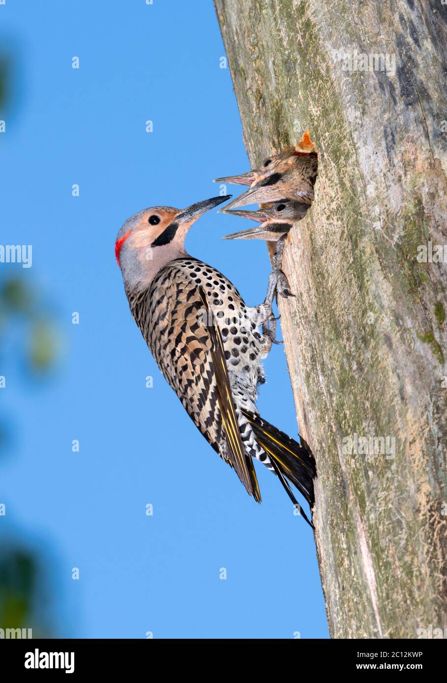 Chicks nourrissant des mâles de Northern flicker (Colaptes auratus), Ames, Iowa, États-Unis. Banque D'Images