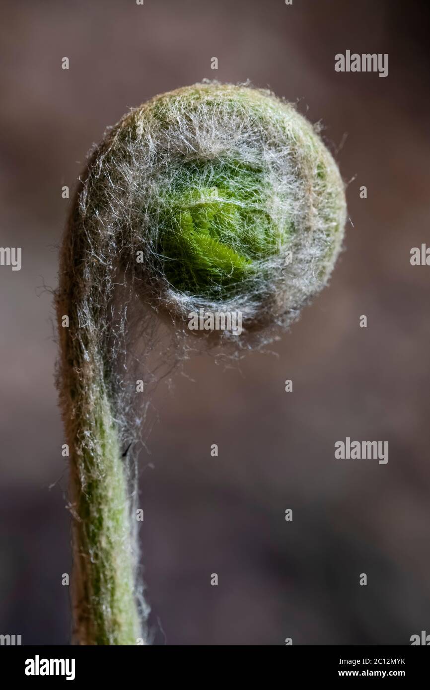 Cinnamon Fern, Osmundastrum cinnamomeum, têtes de violon émergeant en mai dans le sanctuaire de fleurs sauvages du lac Loda, forêt nationale Huron-Manistee, Michigan, États-Unis Banque D'Images