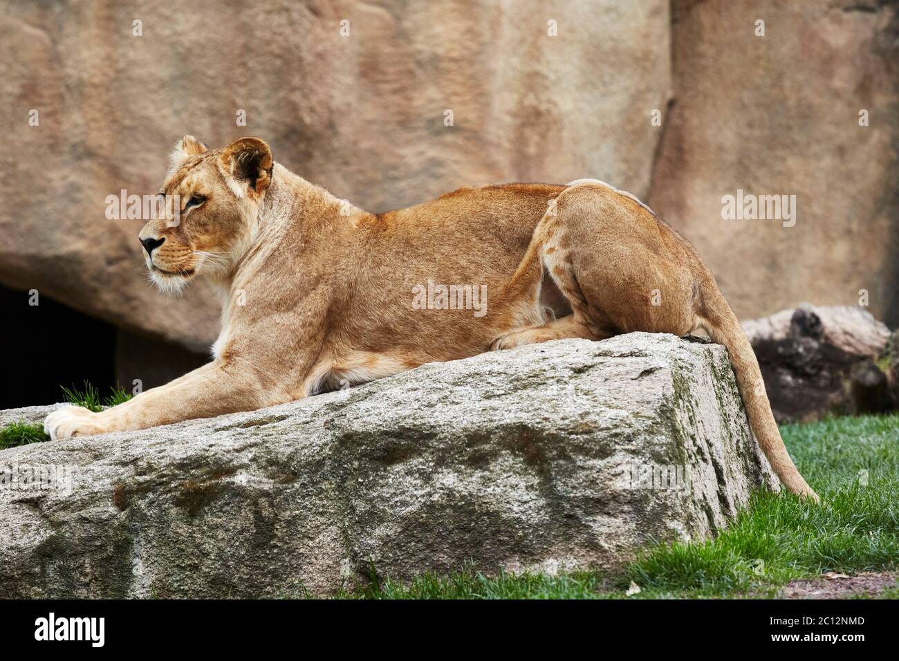 Lionne africaine (panthera leo) se détendant sur un rocher, Bioparc, Valence, Espagne. Banque D'Images