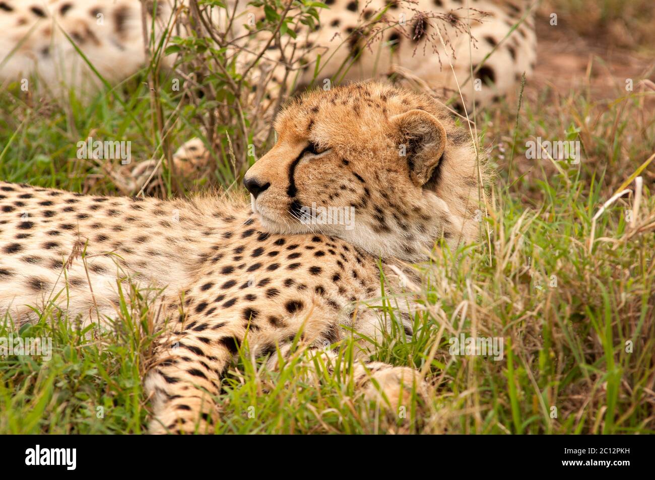 Jeune guépard, Acinonyx jubatus, se reposant dans la réserve nationale de Masai Mara. Kenya. Afrique. Banque D'Images